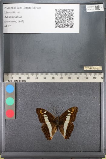 Media type: image;   Entomology 141144